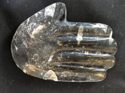 Fossils Morocco