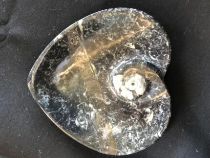 Fossils Morocco
