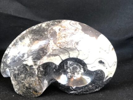Fossils Morocco
